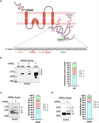 Coordinated interplay between palmitoylation, phosphorylation and SUMOylation regulates kainate receptor surface expression